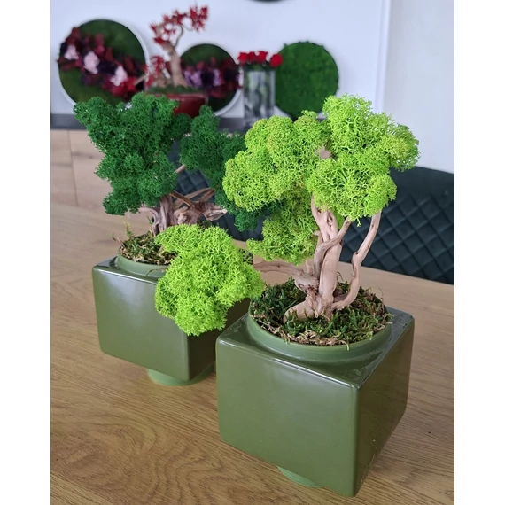 Zuzmo bonsai fa 