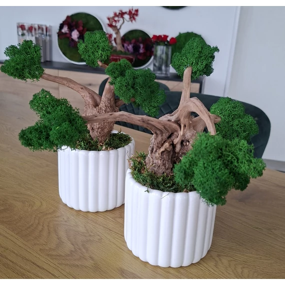 Zuzmo bonsai fa 