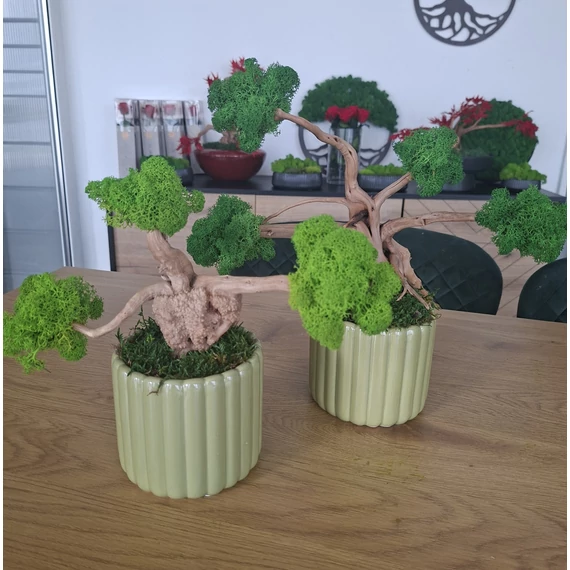 Zuzmo bonsai fa 